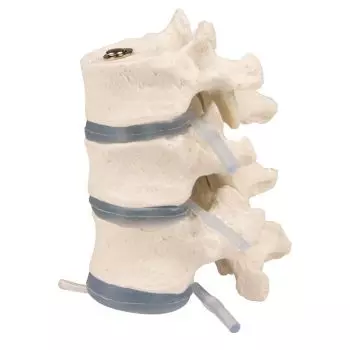 Modello anatomico di vertebre toraciche 4092 Erler Zimmer