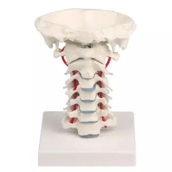 Modello delle vertebre cervicali su supporto Erler Zimmer 4073