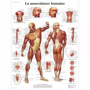 Poster scientifico VR2118UU 3B Scientific, 50 x 67 cm, sistema muscolare dell'uomo