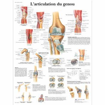 Tavola anatomica L'articolazione del ginocchio VR2174L 3B Scientific
