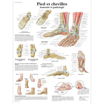 Tavola anatomica Piedi e Caviglie - Anatomia e patologie VR2176L 3B Scientific