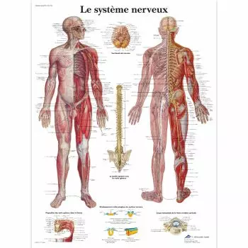 Tavola anatomico Il sistema nervoso VR2620L