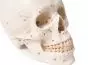 Modello del cranio in 3 parti, numerato, Erler Zimmer 4505
