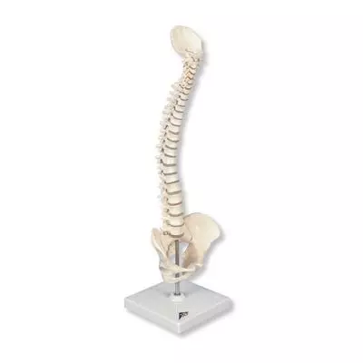 Mini colonna vertebrale, elastica, su stativo A18/21