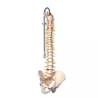 Colonna vertebrale flessibile, modello di lusso A58/5