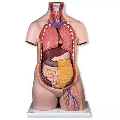 Torso classic, senza sesso, in 10 parti B09/1