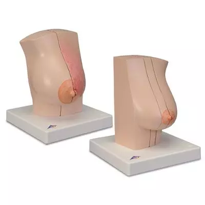 Modello di torso femminile L56