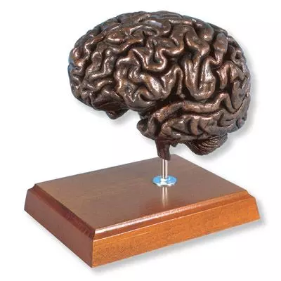 Cervello MEDart™, in rame MAC18K