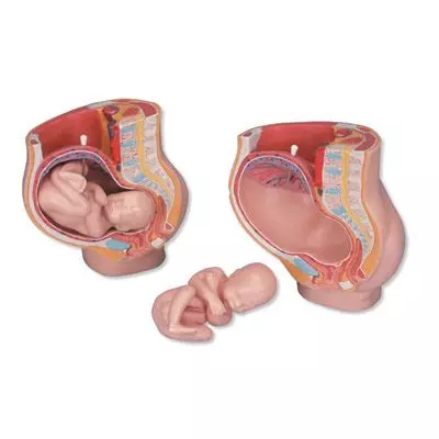 MEDart™ Bacino in gravidanza MAL20