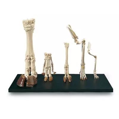 Piedi di mammiferi T30024 