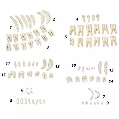 Tipiche forme di denti di mammiferi - 3b Scientific