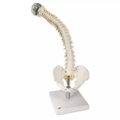 Colonna vertebrale flessibile con dischi intervertebrali morbidi VB84