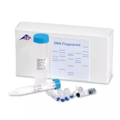DNA Fingerprint - 3B Scientific