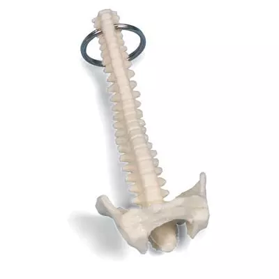 Portachiavi Colonna vertebrale W40004 3B Scientific