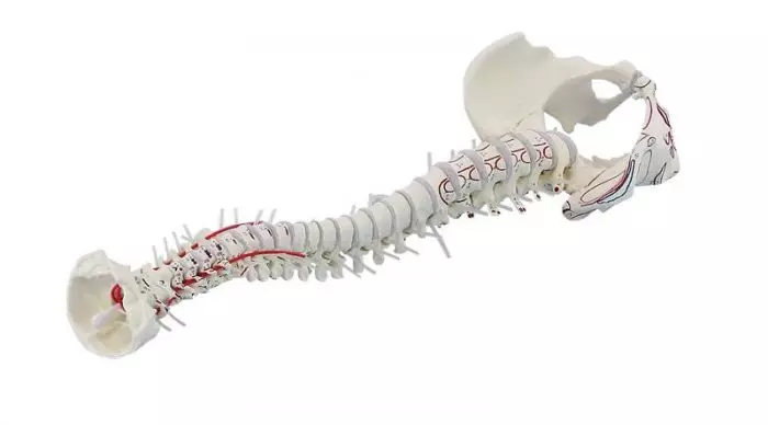 Colonna vertebrale con bacino smontabile, e marcaggio muscolare Erler Zimmer 4011-1