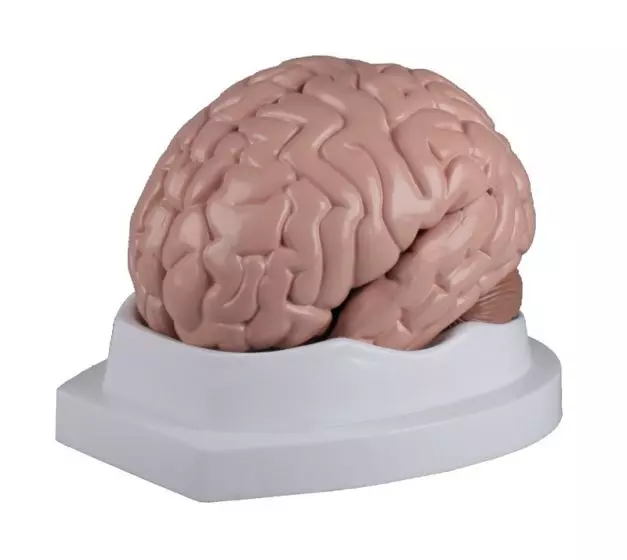 Modello del cervello in 5 parti Erler Zimmer C218