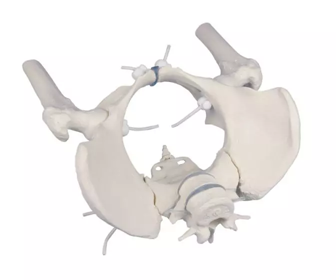 Bacino femminile con osso sacro, 2 vertebre lombari e testa del femore, flessibile