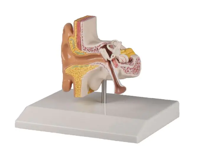 Modello dell' orecchio umano, ingrandito 1,5 volte Erler Zimmer E220