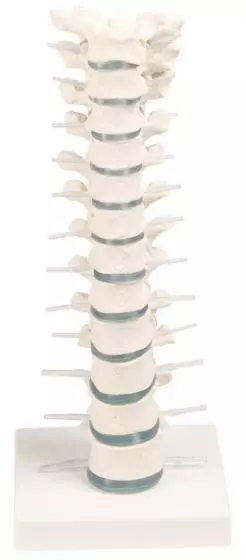 Modello di vertebre toraciche Erler Zimmer 4060/1