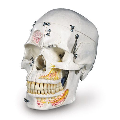 Modello di lusso del Cranio per dimostrazioni, in 10 parti A27