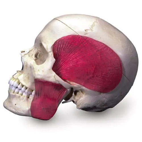 BONElike Cranio - cranio combinato (trasparente + osseo), in 8 parti A282