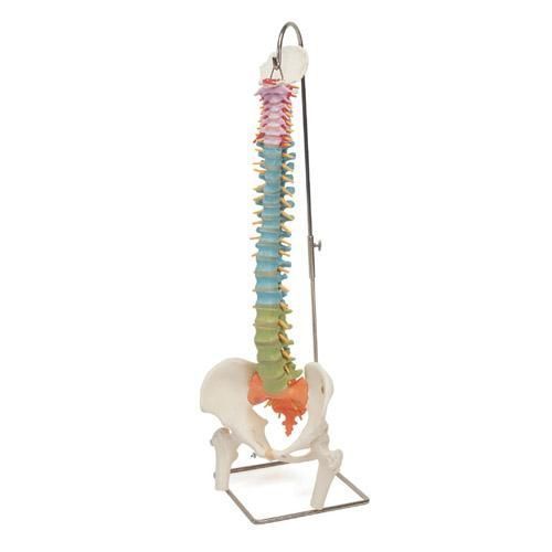 Colonna vertebrale flessibile didattica con tronchi del femore A58/9