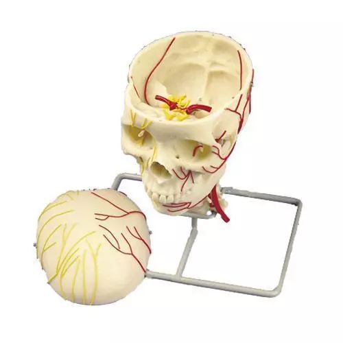 Cranio neurovascolare W19018