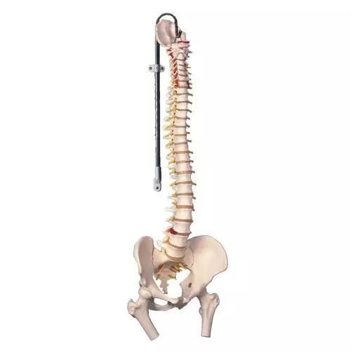 Colonna vertebrale flessibile classica, con tronchi del femore A58/2
