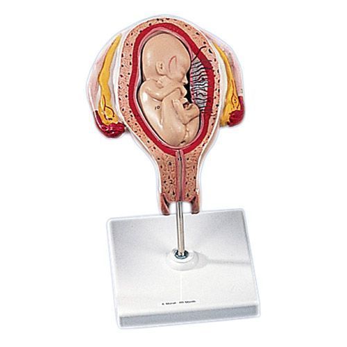 Modello di feto umano al 4. mese - L 10/4