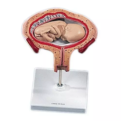 Modello di feto umano al 5. mese, presentazione podalica L10/5