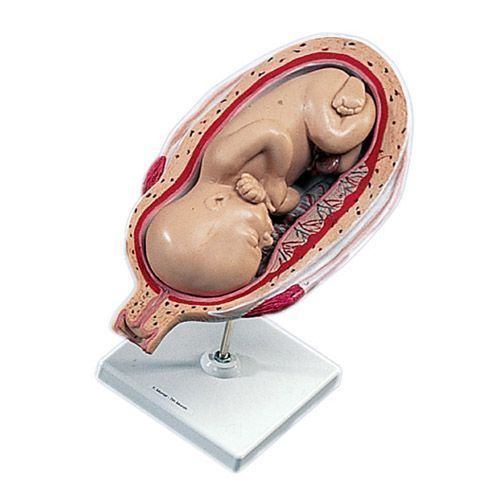 Modello di feto umano al 7. mese L 10/8