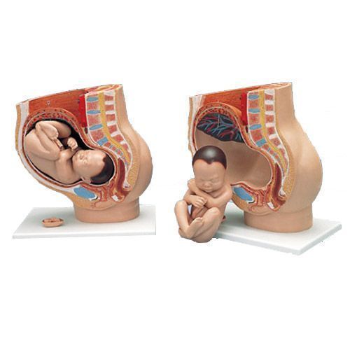 Modello di Bacino umano gravido, in 3 parti L20