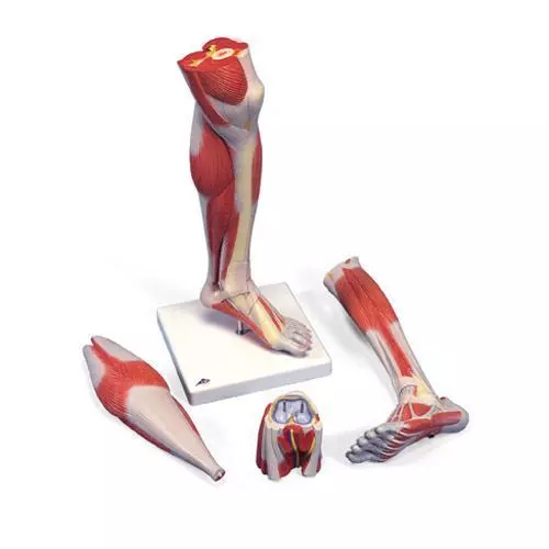 Modello di parte inferiore della gamba con muscoli, modello di lusso, in 3 parti M22