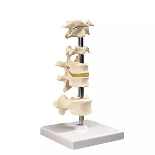 Modello di 6 vertebre A75