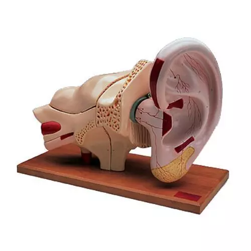 Modello di orecchio ingrandito 5 volte, in 8 parti, W42514