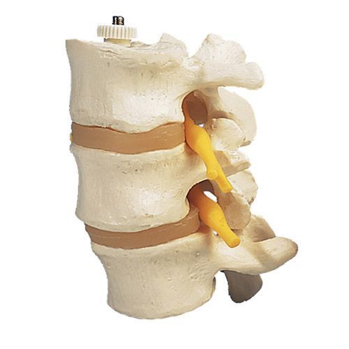3 vertebre lombari, montaggio elastico A76/8