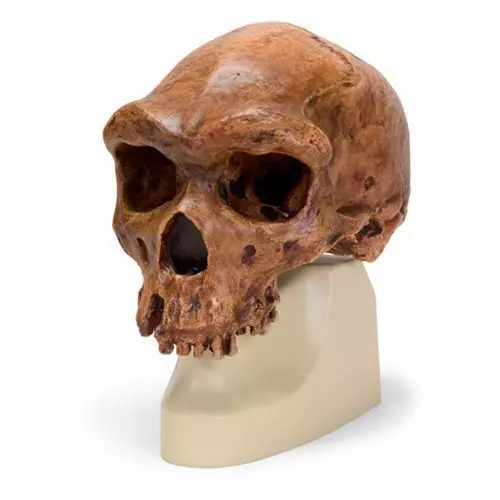 Modello di cranio antropologico - Broken Hill ou Kabwe VP754/1