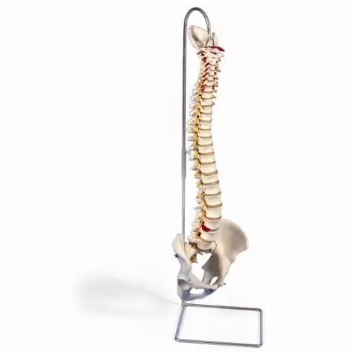 Colonna vertebrale flessibile molto robusta A59/1