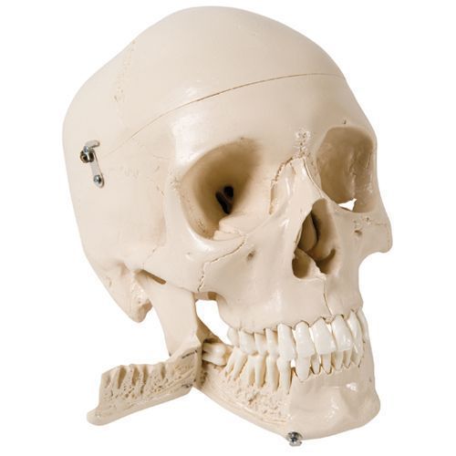 Modello di Cranio con denti estraibili, in 4 parti W10532