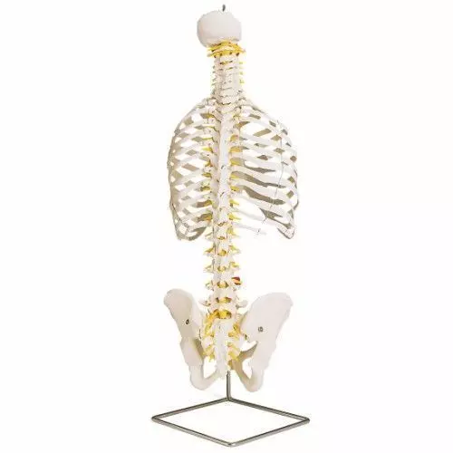 Colonna vertebrale flessibile classica, con cassa toracica A56