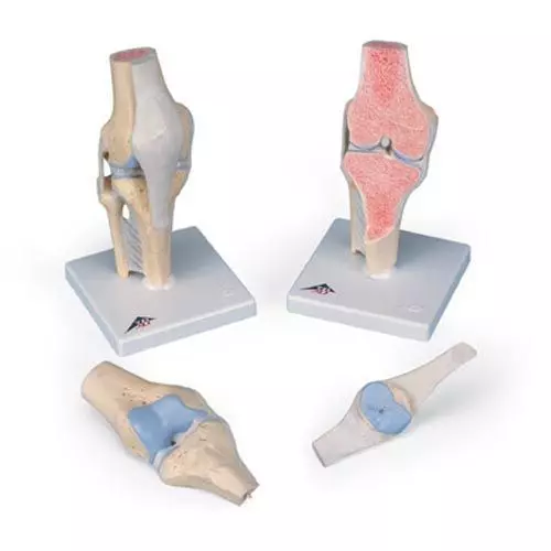 Modello della sezione articolare del ginocchio, in 3 parti A89