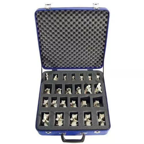 Set con 24 vertebre BONElike™ A793