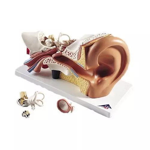 Modello anatomico dell' orecchio, ingrandito 3 volte, in 4 parti E10
