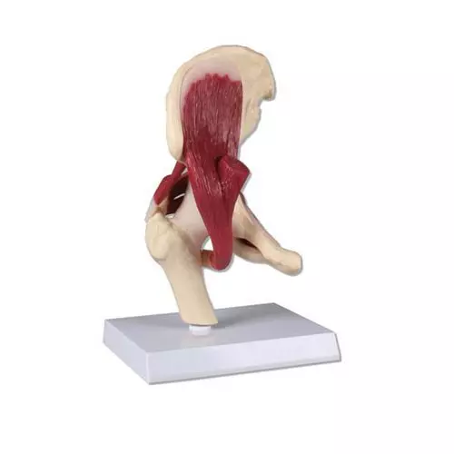 Articolazione dell'anca con muscolatura, a grandezza naturale Erler Zimmer 4663