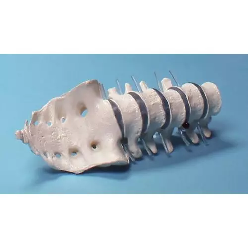 Modello di vertebre lombari ed osso sacro Erler Zimmer 4036/1