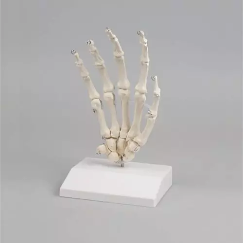 Scheletro della mano su base Erler Zimmer 6001S