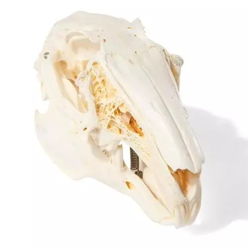 Cranio di coniglio - 3B Scientific