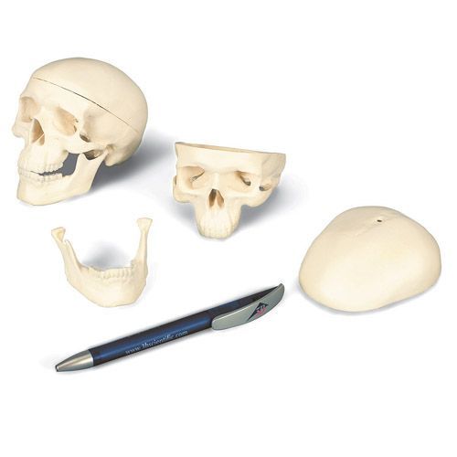 Modello di cranio in miniatura, in 3 parti A18/15