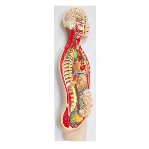Modello anatomico di sistema nervoso umano