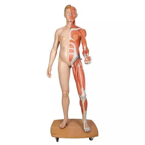 Figura con muscoli 3B Scientific a grandezza naturale, bisessuato, europea, in 39 parti B53